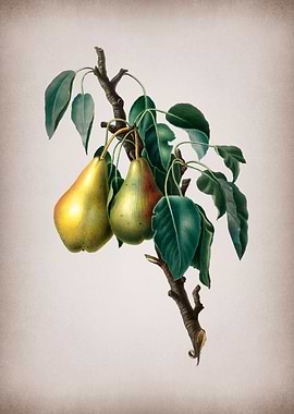 Vintage Lemon Pear Fruit