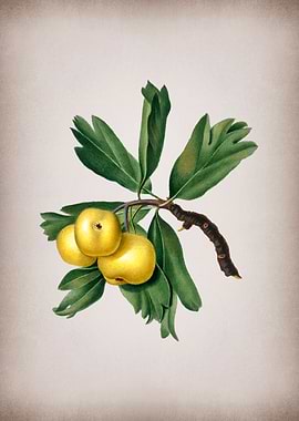 Vintage Hawthorne Fruit