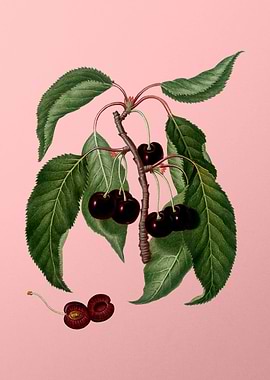 Vintage Cherry on Pink Art
