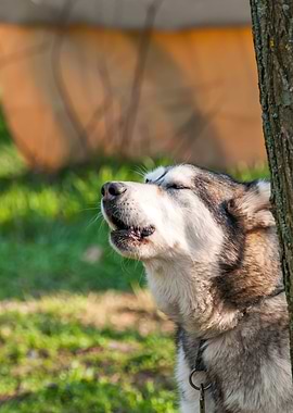 Portrait of a sleddog