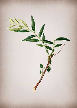 Vintage Jujube Fruit