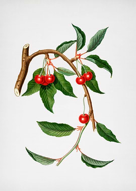 Vintage Cherry Fruit Flora
