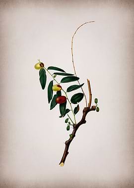 Vintage Jujube Fruit