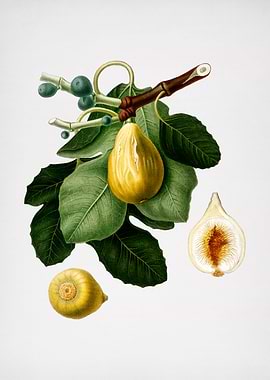 Vintage Common Fig Fruit