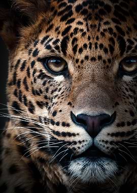 leopard face poster