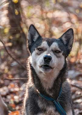 Portrait of a sleddog