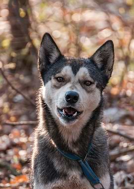 Portrait of a sleddog
