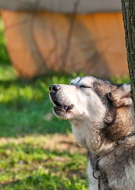 Portrait of a sleddog