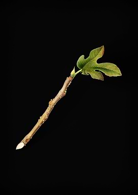 Vintage Fig Branch Poster