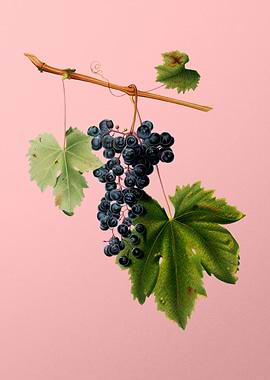 Vintage Grapes Art on Pink