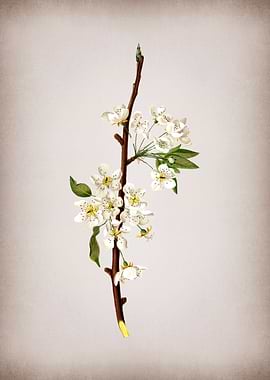 Vintage Musky Pear Flower