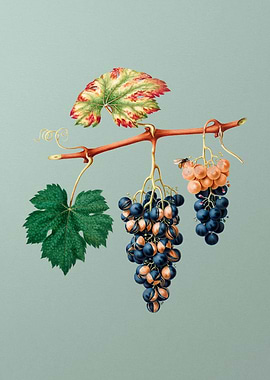 Summer Grapes on Mint