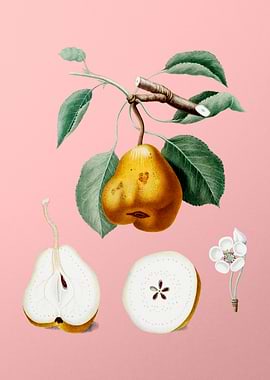 Vintage Pear Fruit on Pink