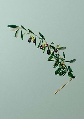 Vintage Olives Fruit Art