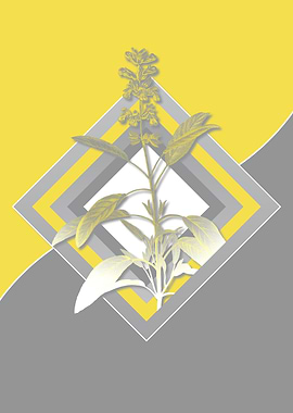 Grey and Yellow Sage Flora