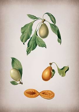 Vintage Prune Illustration
