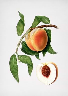 Vintage Peach Illustration