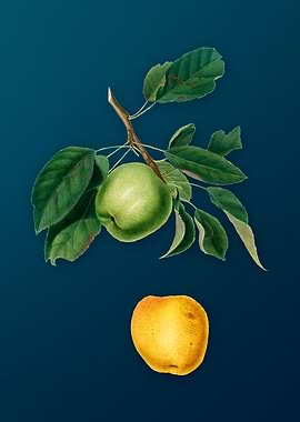 Vintage Apple Fruit Poster