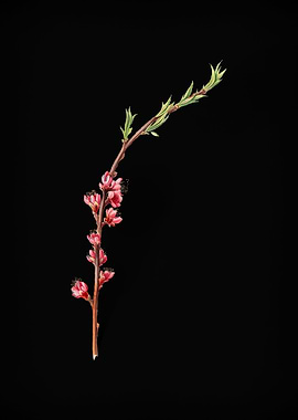 Vintage Peach Fruit Flower