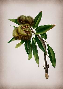 Vintage Chestnut Poster