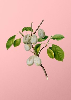 Vintage Plum Fruit on Pink