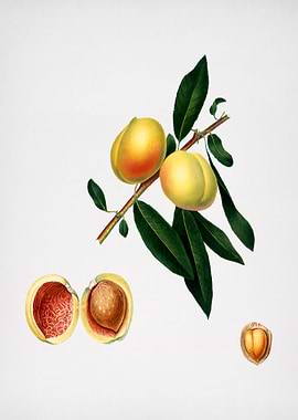 Vintage Peach Illustration