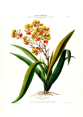 L Abeille Vegetale Floral