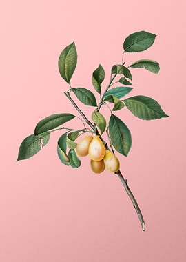 Vintage Plum Fruit on Pink