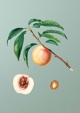 Walnut Botanical Poster