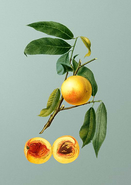 Vintage Peach Fruit Poster