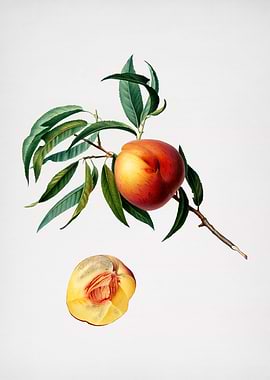 Vintage Peach Illustration