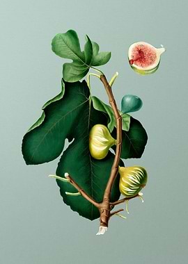 White Fig Botanical Poster