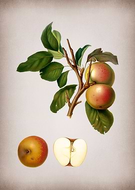 Vintage Apple Illustration