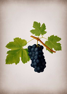 Vintage Grape Illustration
