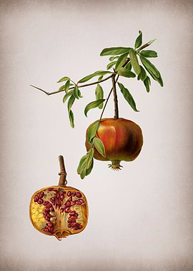 Vintage Pomegranate Poster