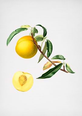 Vintage Peach Illustration