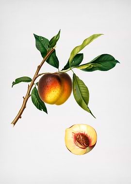 Vintage Peach Illustration