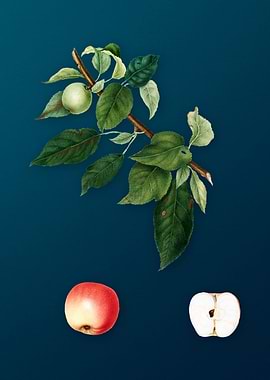 Vintage Apple Fruit Poster