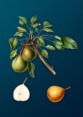 Vintage Fruit Illustration