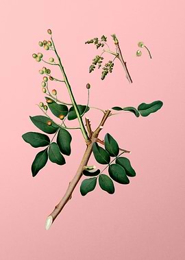 Vintage Pistachio Fruit