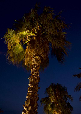 Barcelona Seaside Palms