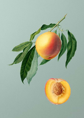 Vintage Peach Fruit Poster