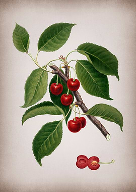 Vintage Cherry Poster Art