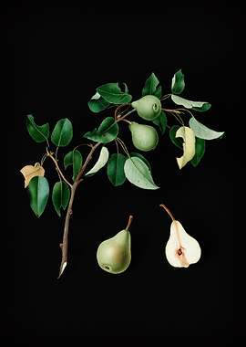 Vintage Pear Fruit Poster