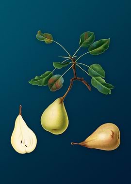 Vintage Pear Illustration