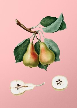Vintage Pear Fruit on Pink