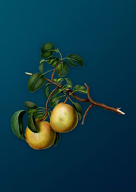 Vintage Pear Illustration