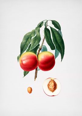 Vintage Peach Illustration