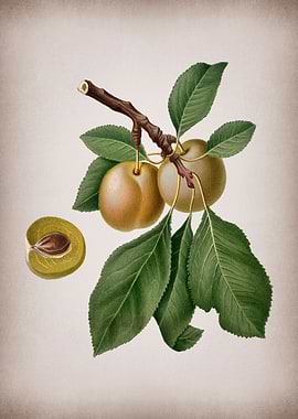Vintage Prune Illustration