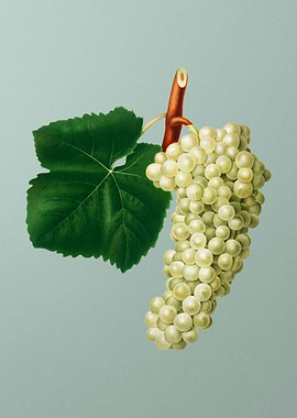 Grapes Botanical Poster